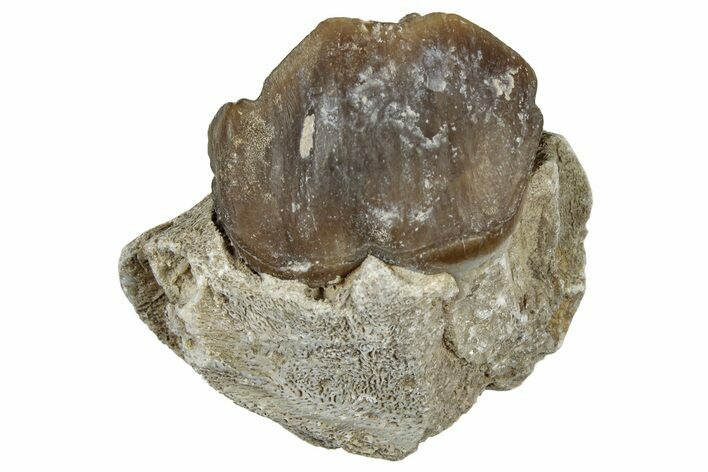 Fossil Running Rhino (Hyracodon) Tooth - South Dakota #300415